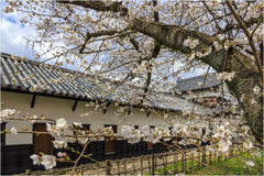 多聞櫓の桜2