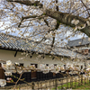 多聞櫓の桜2