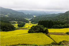 実りの棚田