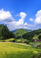 色づく棚田2