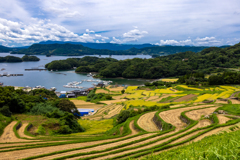 大浦の棚田