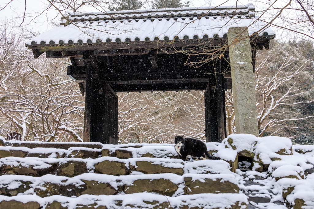 雪の秋月