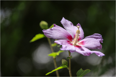 芙蓉の花びら