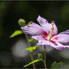 芙蓉の花びら