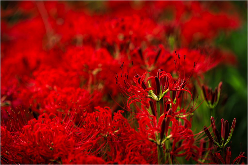 曼珠沙華