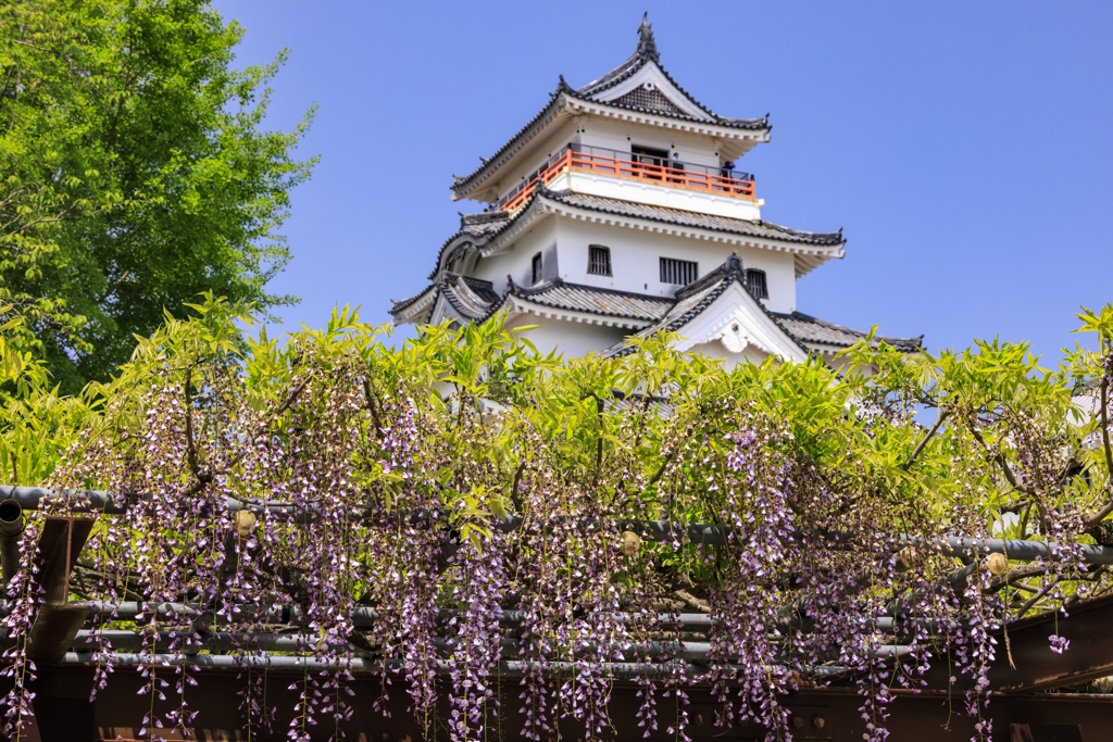 唐津城と藤の花