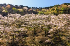 桜と三椏