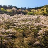 桜と三椏