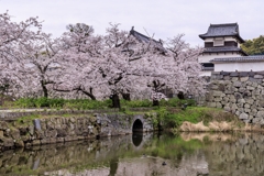 福岡城址の桜