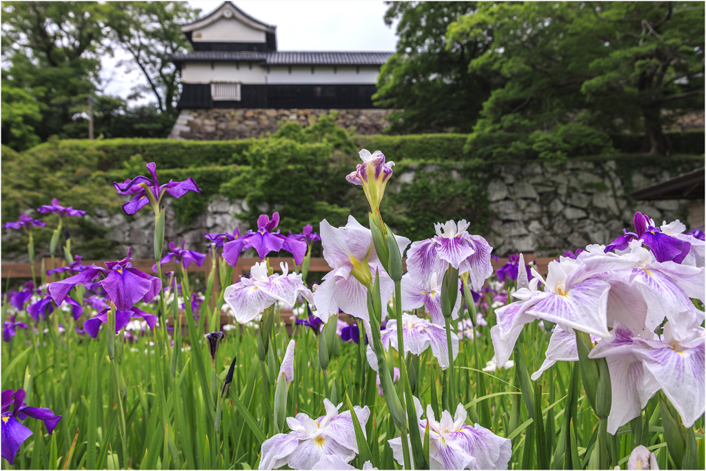 福岡城址の花菖蒲