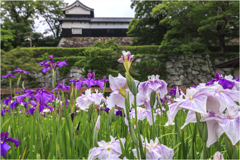 福岡城址の花菖蒲