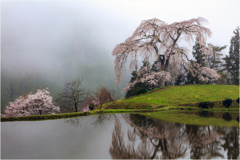 一本桜に魅せられて（与一野のしだれ桜）