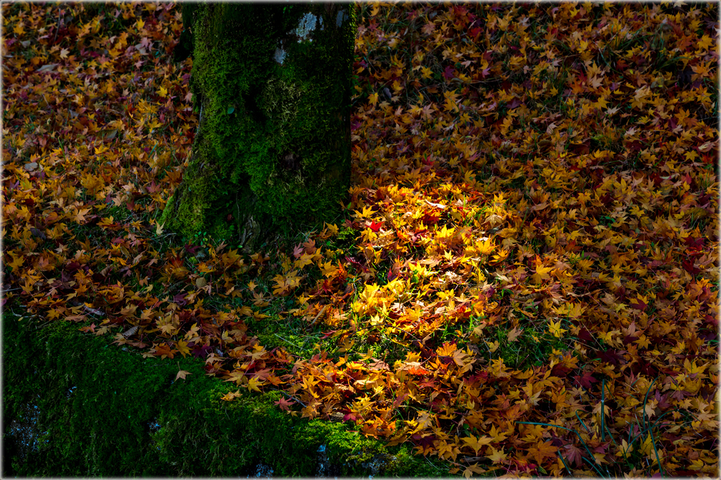 落葉の時