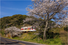 桜と鉄道3