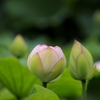蕾Ⅱ