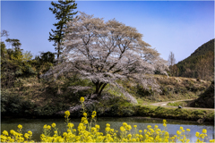 一本桜に魅せられて2-3