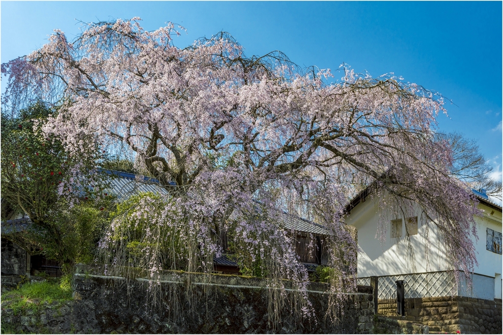 一本桜に魅せられて（古庄家のしだれ桜）