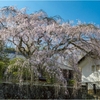 一本桜に魅せられて（古庄家のしだれ桜）