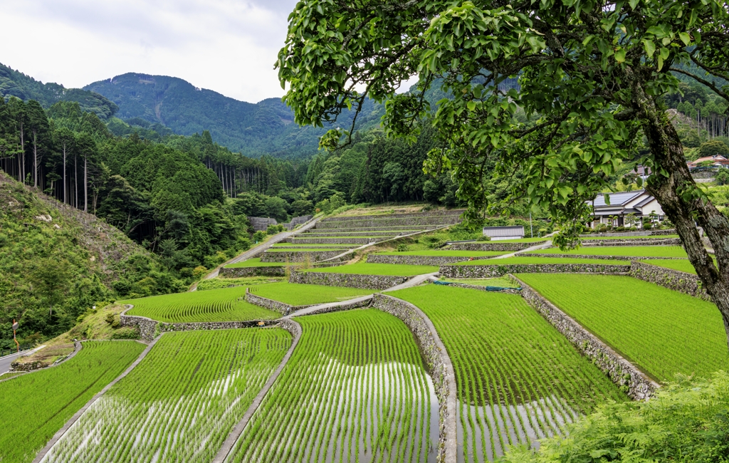 竹の棚田