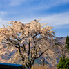 枝垂れ桜