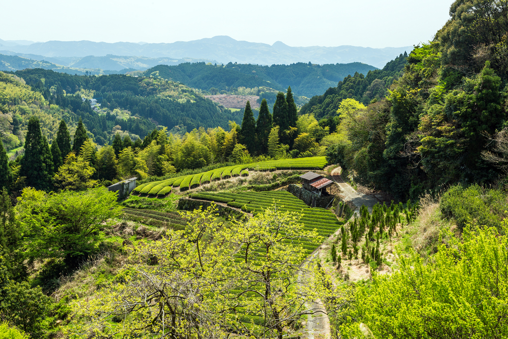 山間の茶畑