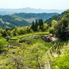 山間の茶畑