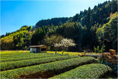 春の里山