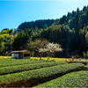 春の里山