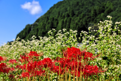 蕎麦の花と彼岸花