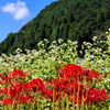 蕎麦の花と彼岸花