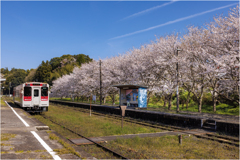 桜と鉄道