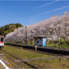 桜と鉄道