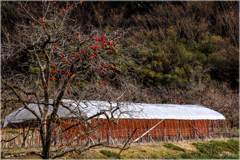 初冬の里山にて