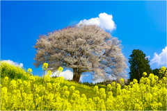 馬場の一本桜3-1