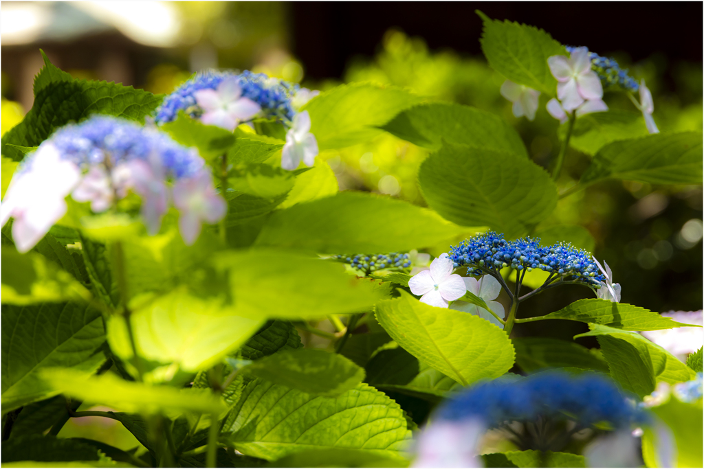 あじさいの花