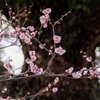 梅