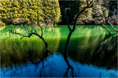 水中木のある風景2