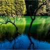 水中木のある風景2