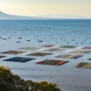 有明海の海苔網