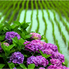 田んぼの紫陽花2