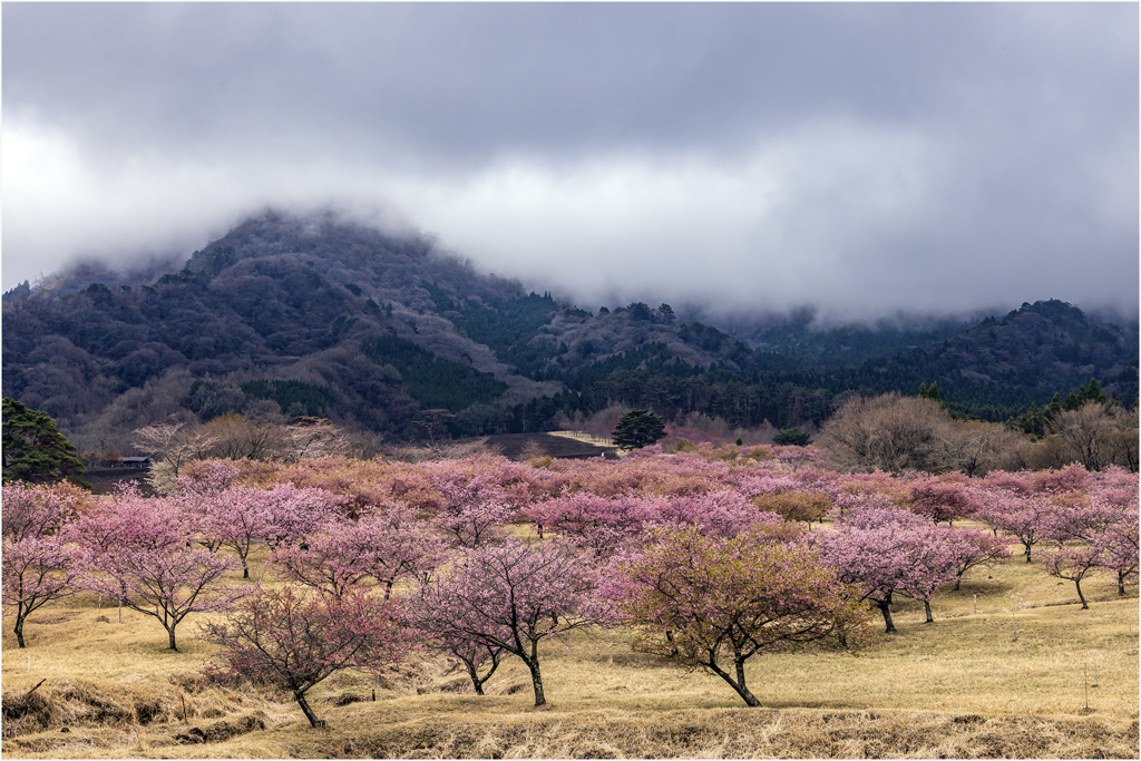 桜を求めて