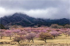 桜を求めて