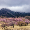 桜を求めて