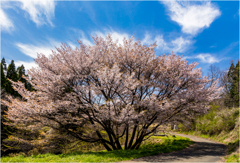 一本桜に魅せられて（牛神桜）2