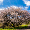 一本桜に魅せられて（牛神桜）2