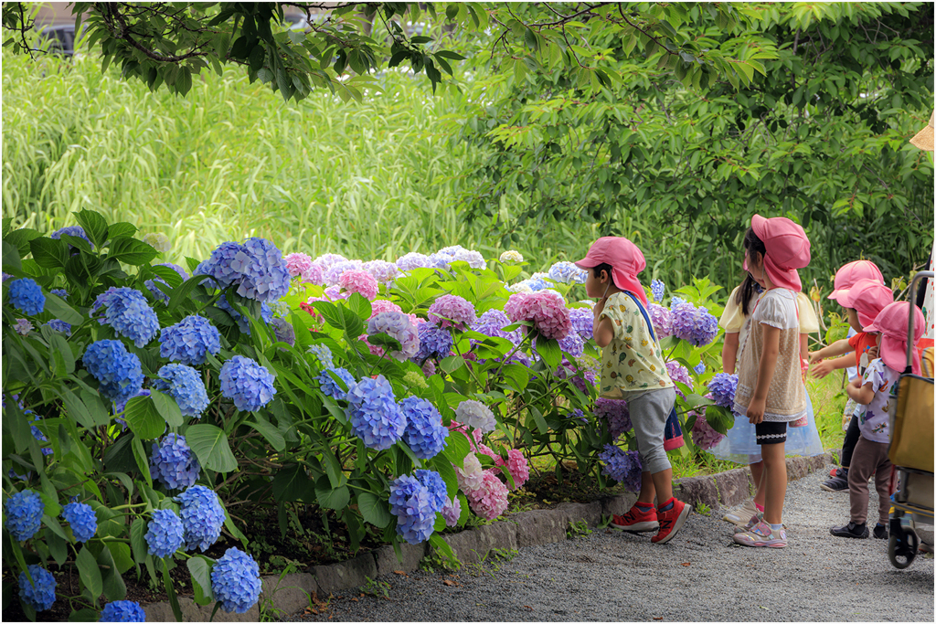 紫陽花鑑賞