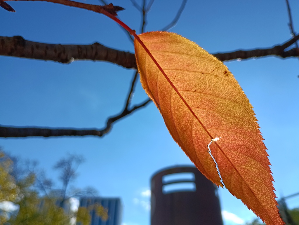 IMG_20241123_122123_1