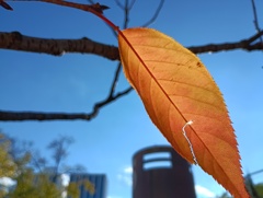 IMG_20241123_122123_1