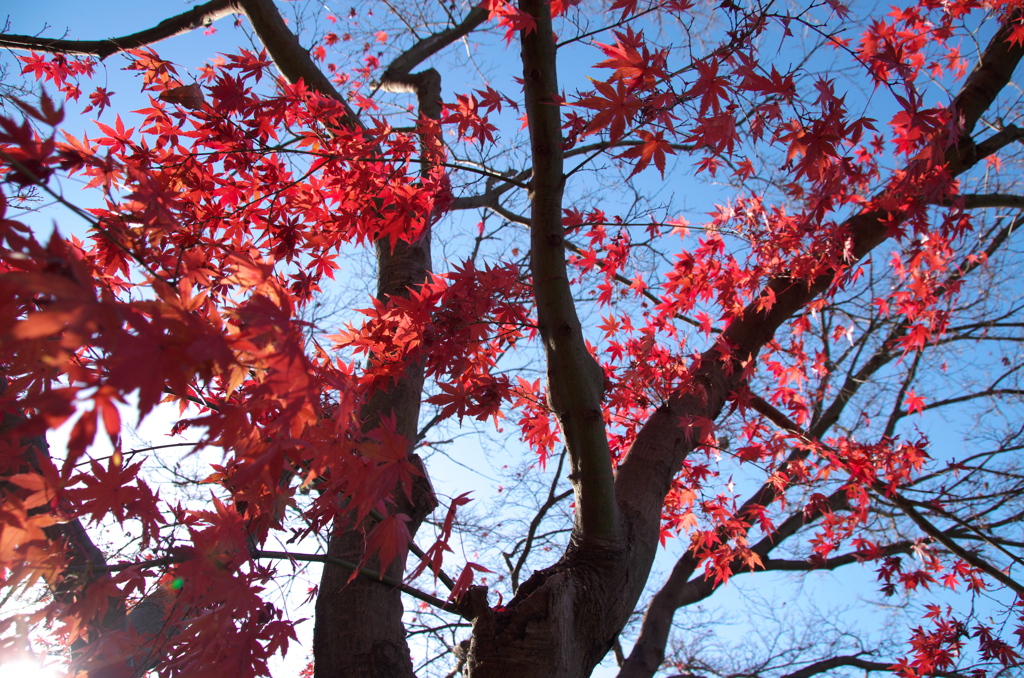 公園散歩