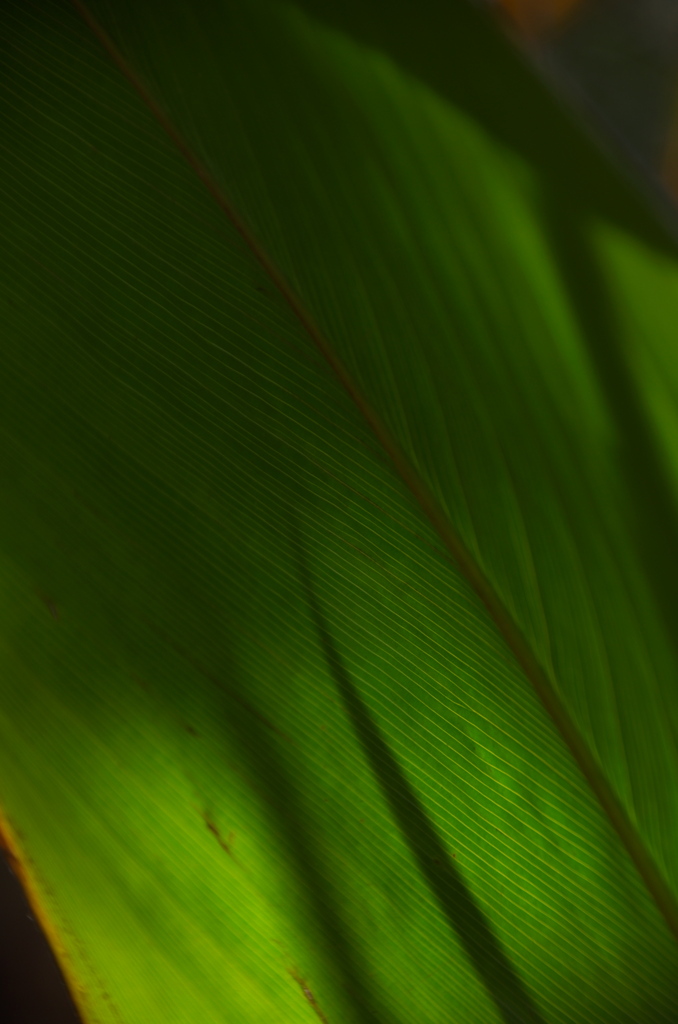 公園散歩